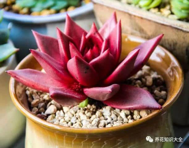 你知道生日还能代表多肉星座吗 快来看看你属于哪种吧 吉祥日历